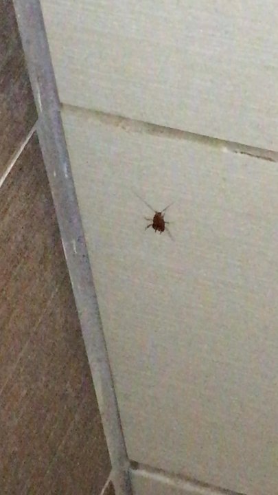 Burger King - One crawling as I was in the restroom - Fast Food Near Me - Las Vegas, Nevada