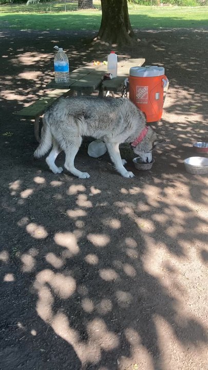 Chimney Park - What a handsome Boy - Dog Parks Near Me - Portland, Oregon