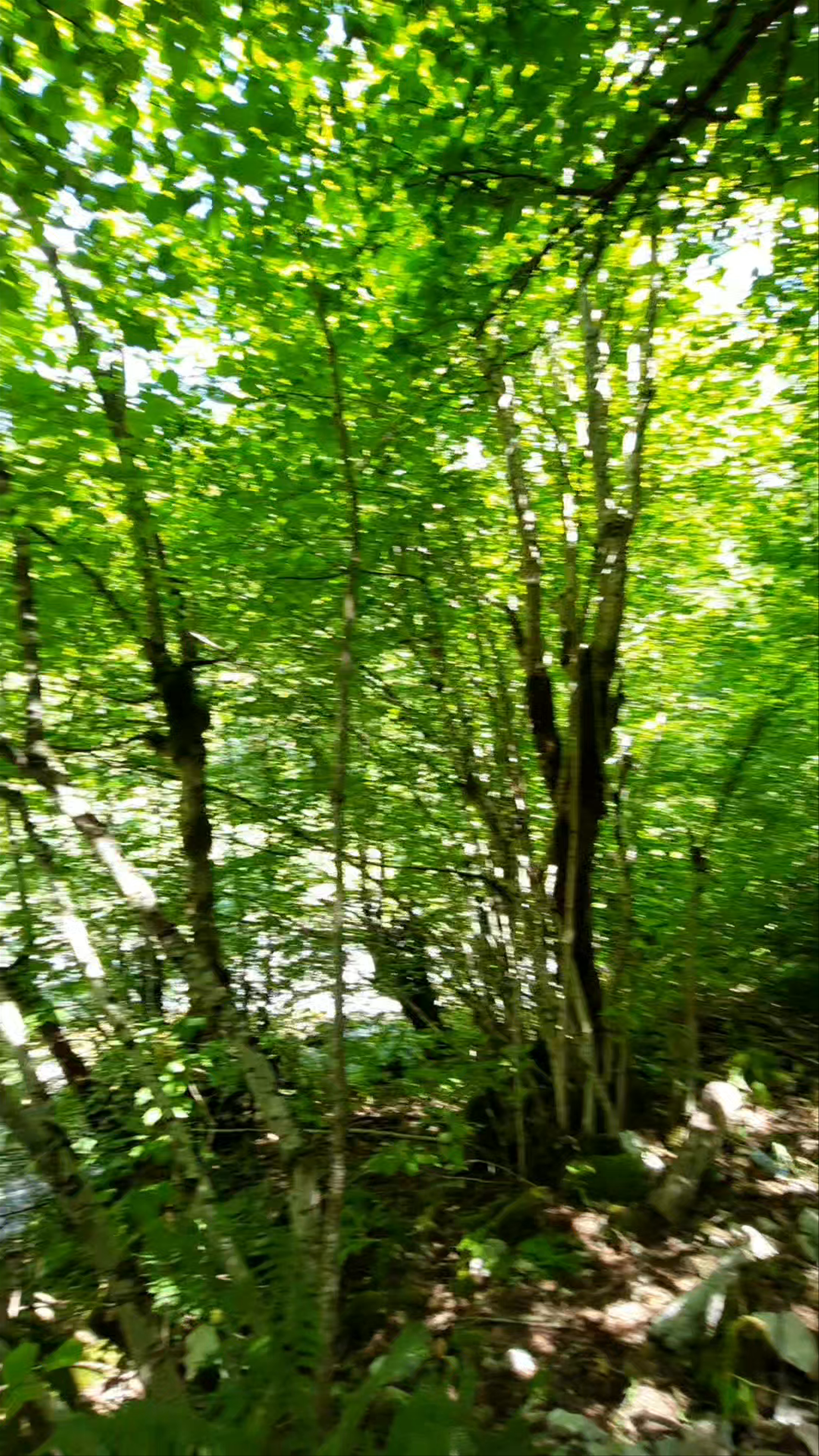 Blue Eye Theth: A Lush Forest Escape in Kaprre e Gimajve, Albania