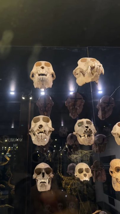 Manchester Museum - Skulls of all sizes - Museums Near Me - Manchester, XGM