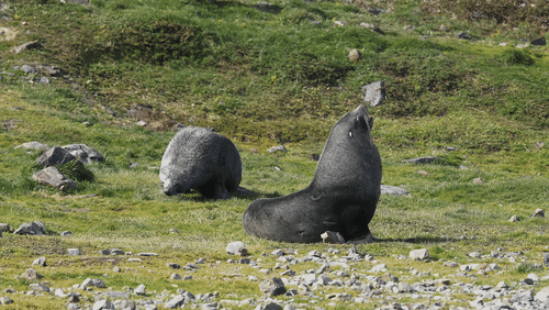 Antarctic fur seals animated gif