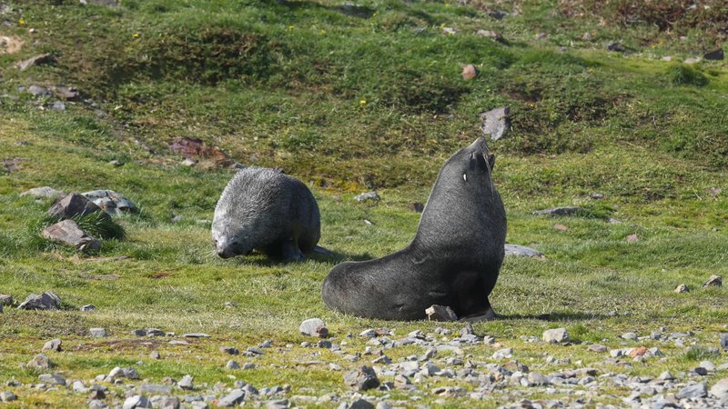 Antarctic fur seals poster