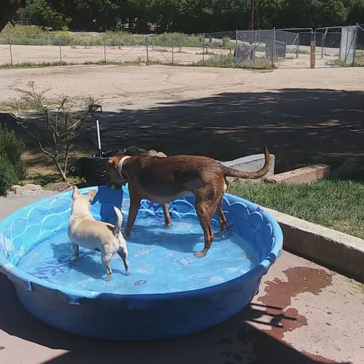 Dog Days Inn CA - Pet Boarding Near Me - El Cajon, California