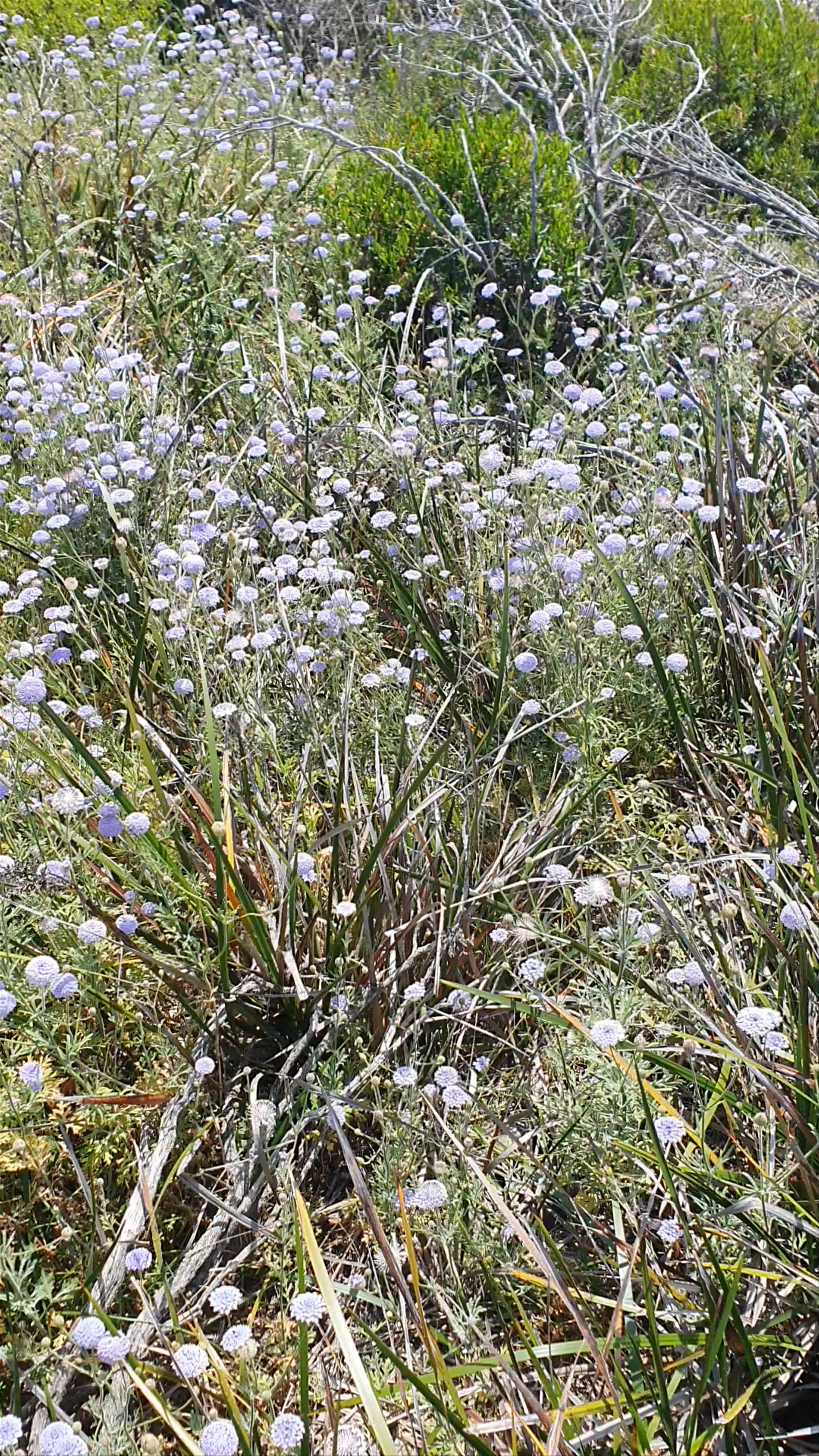 Serene Coastal Blooms at Paterson Beach, Western Australia