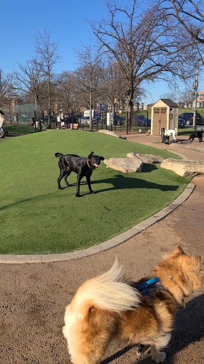 Patterson Dog Park - Dog Parks Near Me - Baltimore, Maryland