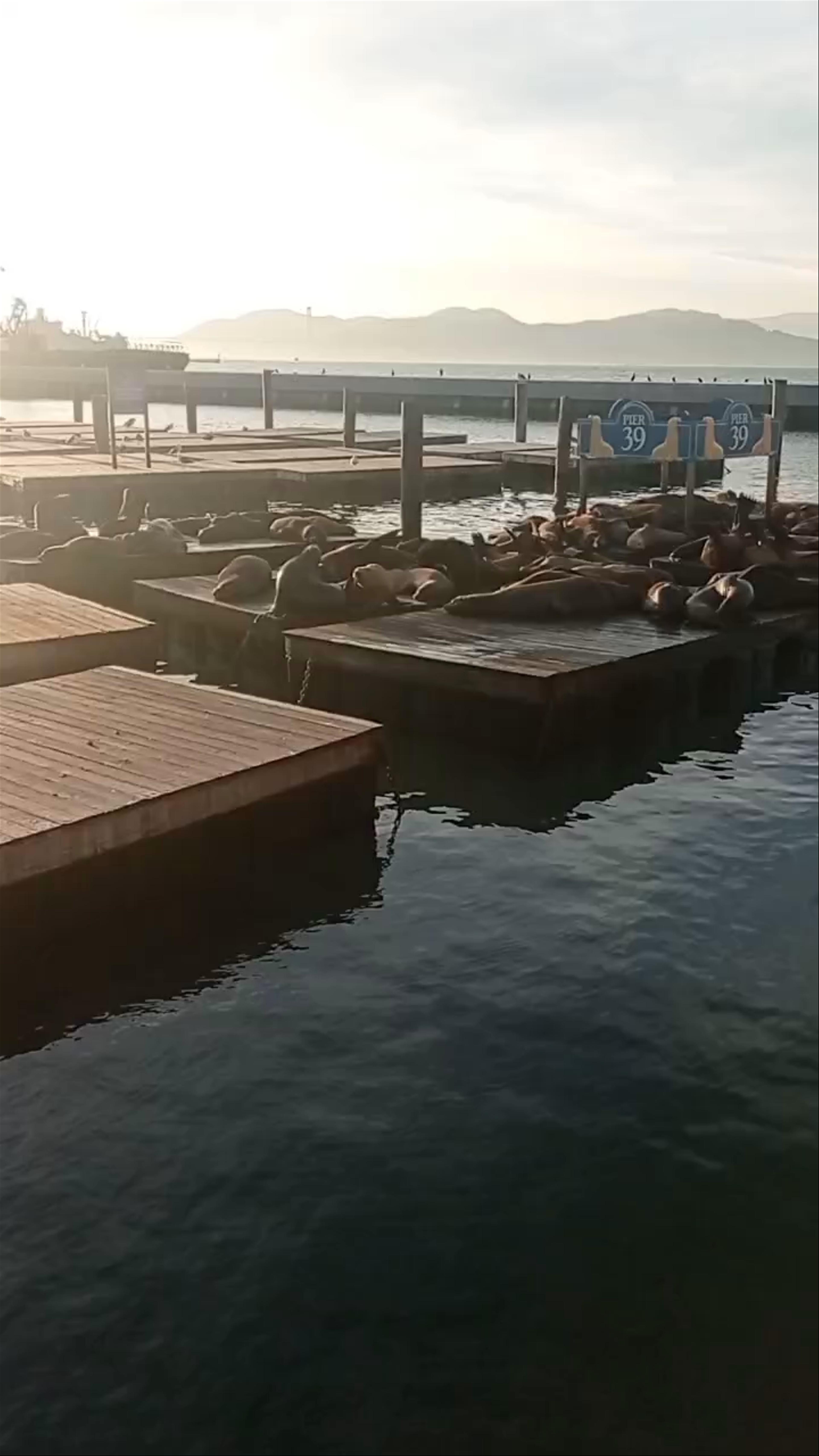 Pier 39