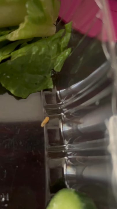 Flame & Skewers - Bug in food! Never again! - Mediterranean Near Me - Bakersfield, California