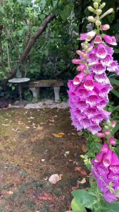 Preview image for video