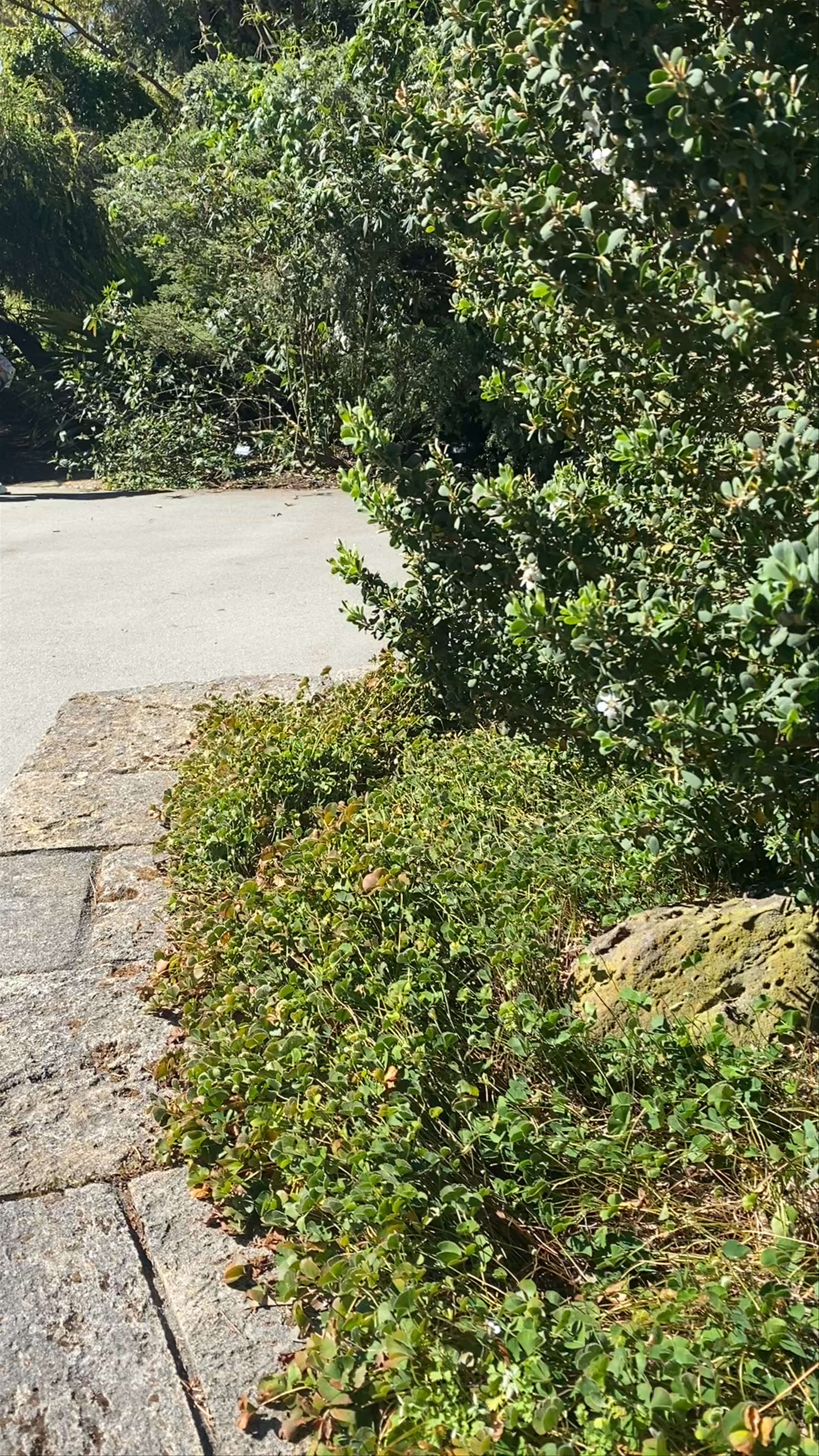 San Francisco Botanical Garden: A Lush Urban Oasis
