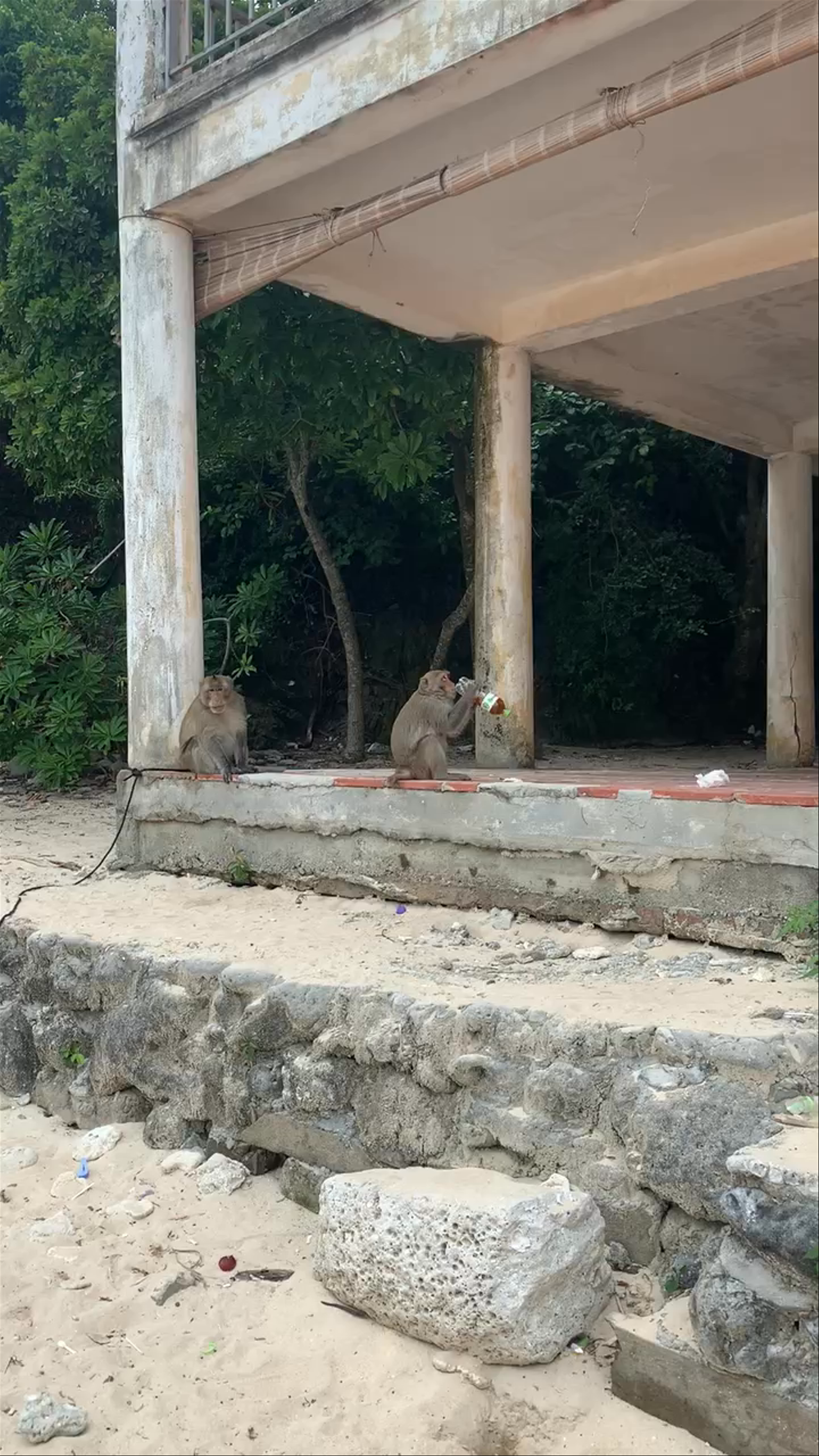 Monkey Island Beach: Unexpected Encounters with Local Monkeys on Cat Ba Island