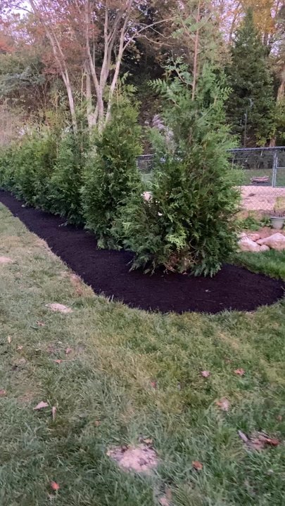 Design Scapes - New tree planting - Landscaping Near Me - Manassas Park, Virginia