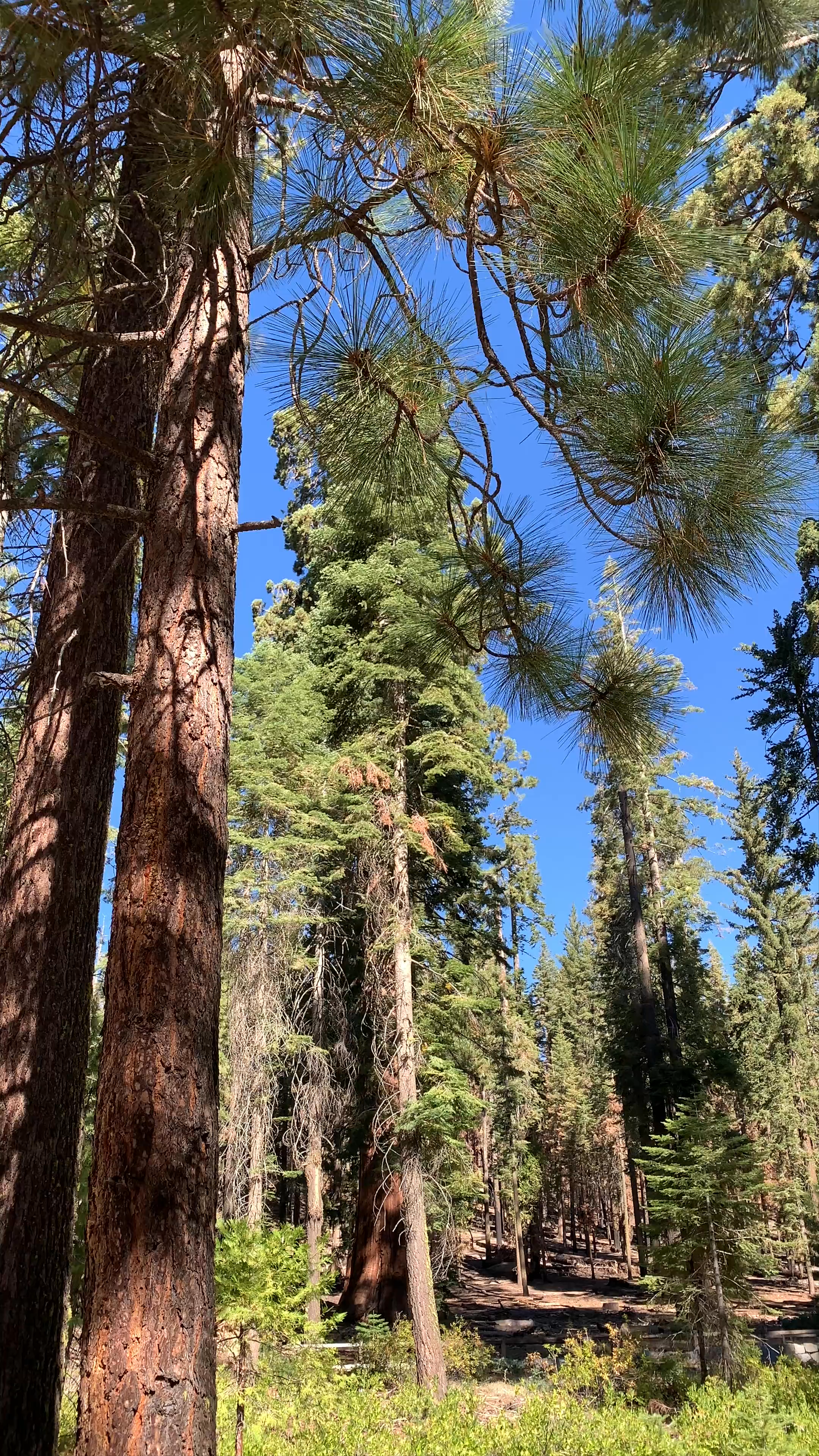 Mariposa Grove