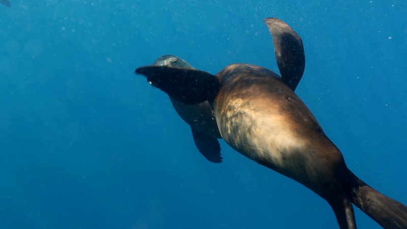 Sea Lion Colony poster