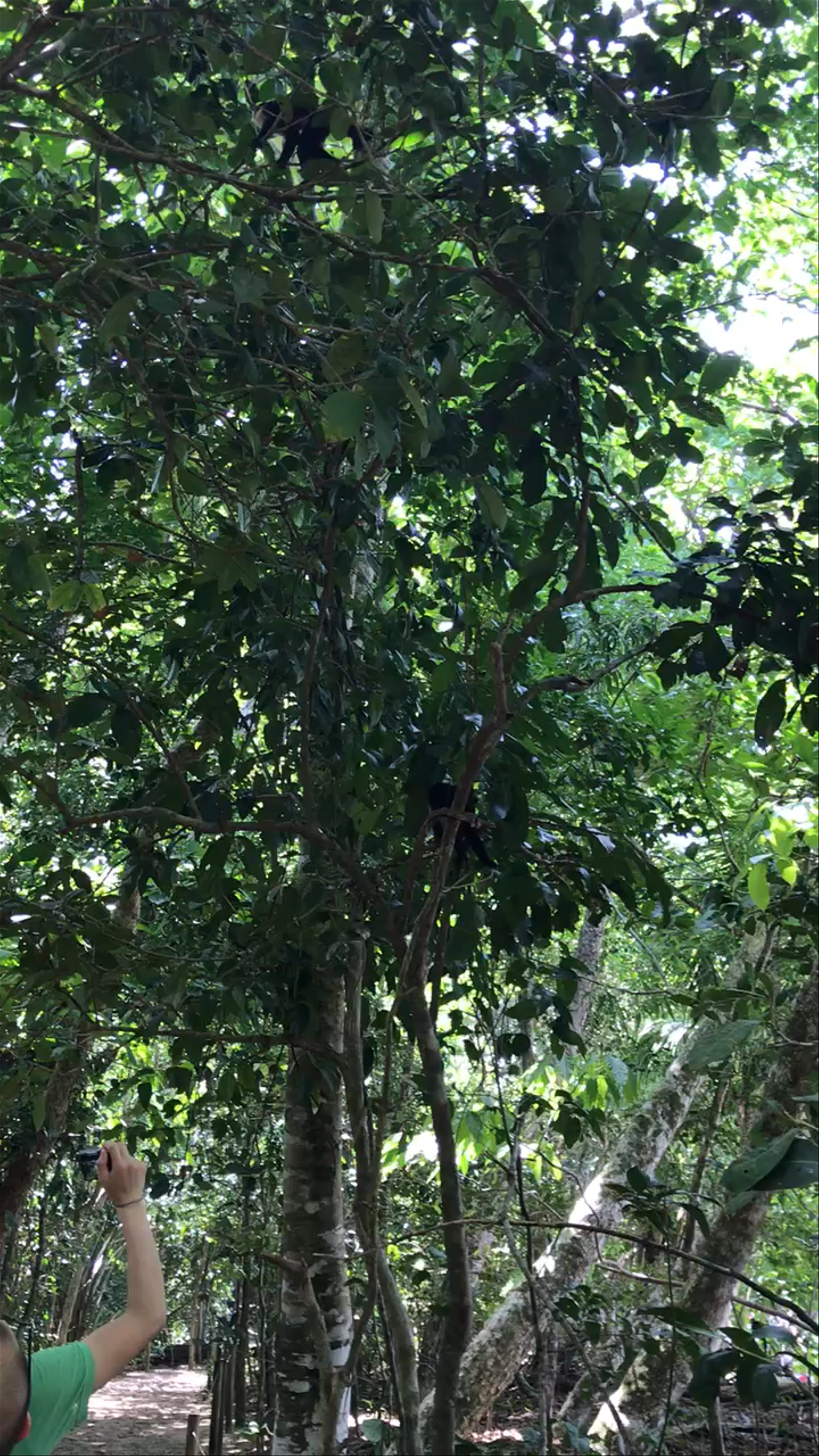Parque Nacional Manuel Antonio