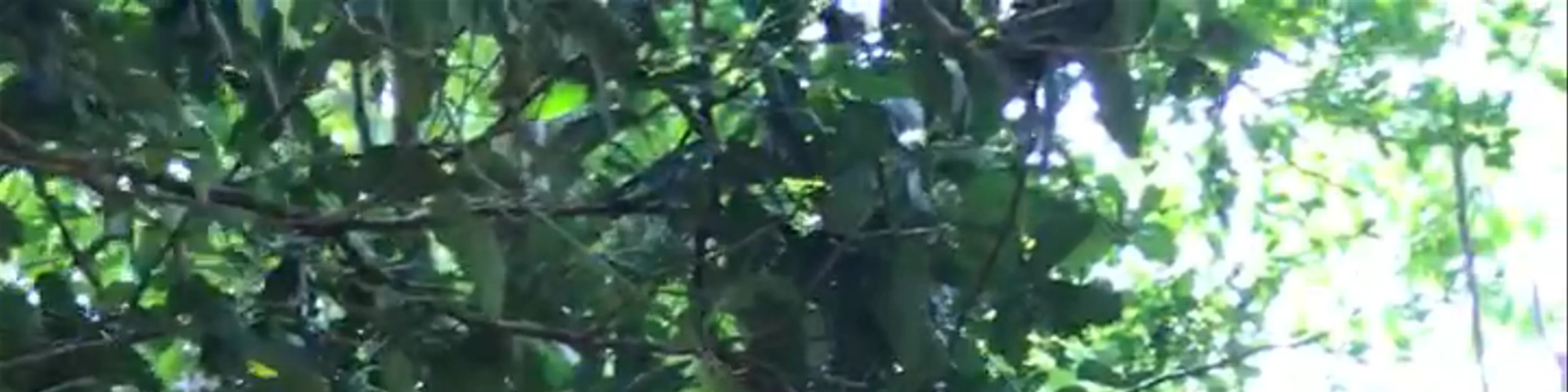 Parque Nacional Manuel Antonio