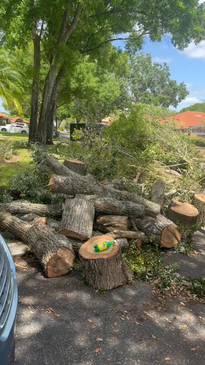Evergreen Tree Care - Look at how orderly they are! - Tree Services Near Me - Orlando, Florida