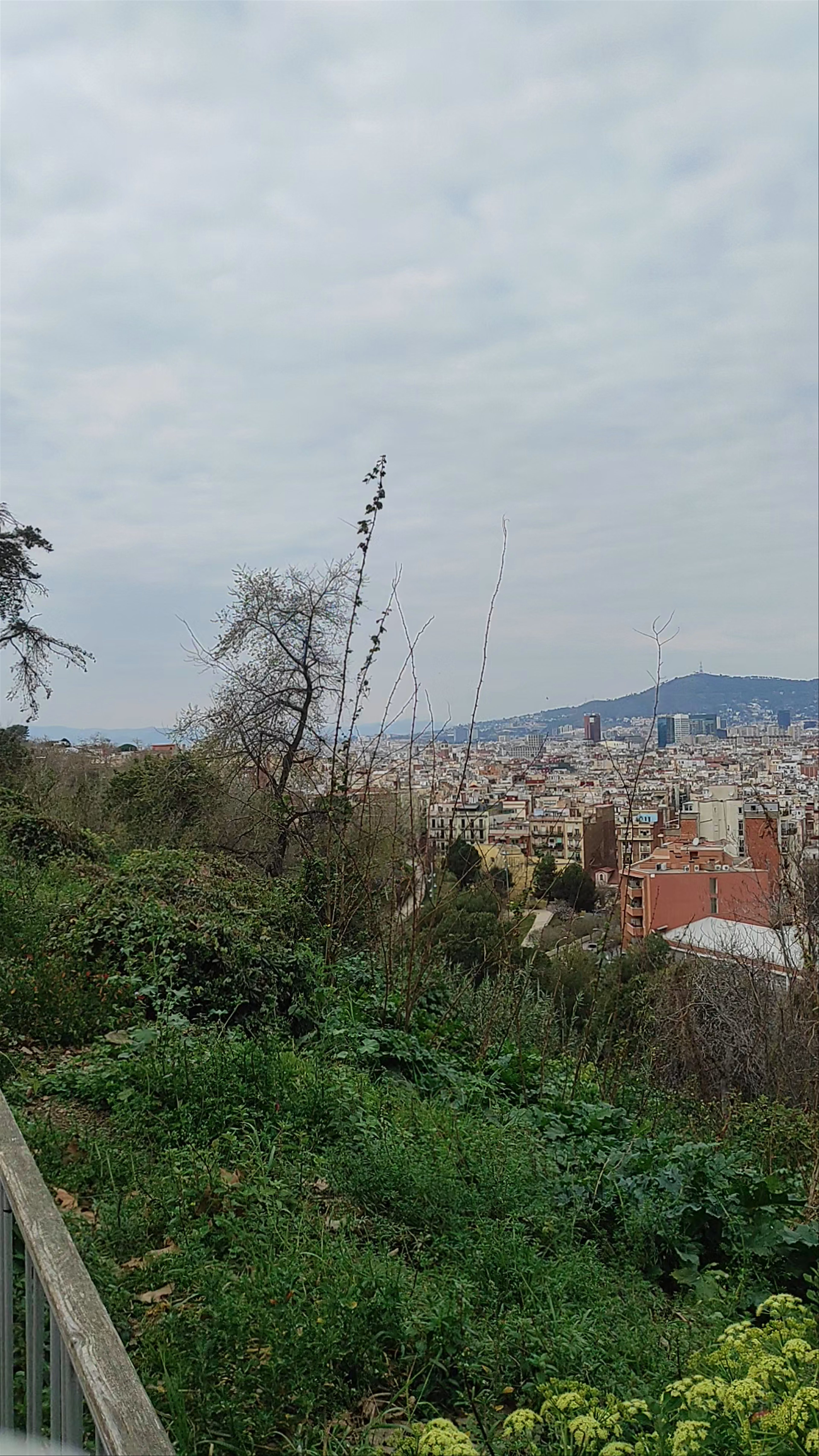 Scenic Urban Nature Escape at Plaça de Carlos Ibáñez, Barcelona