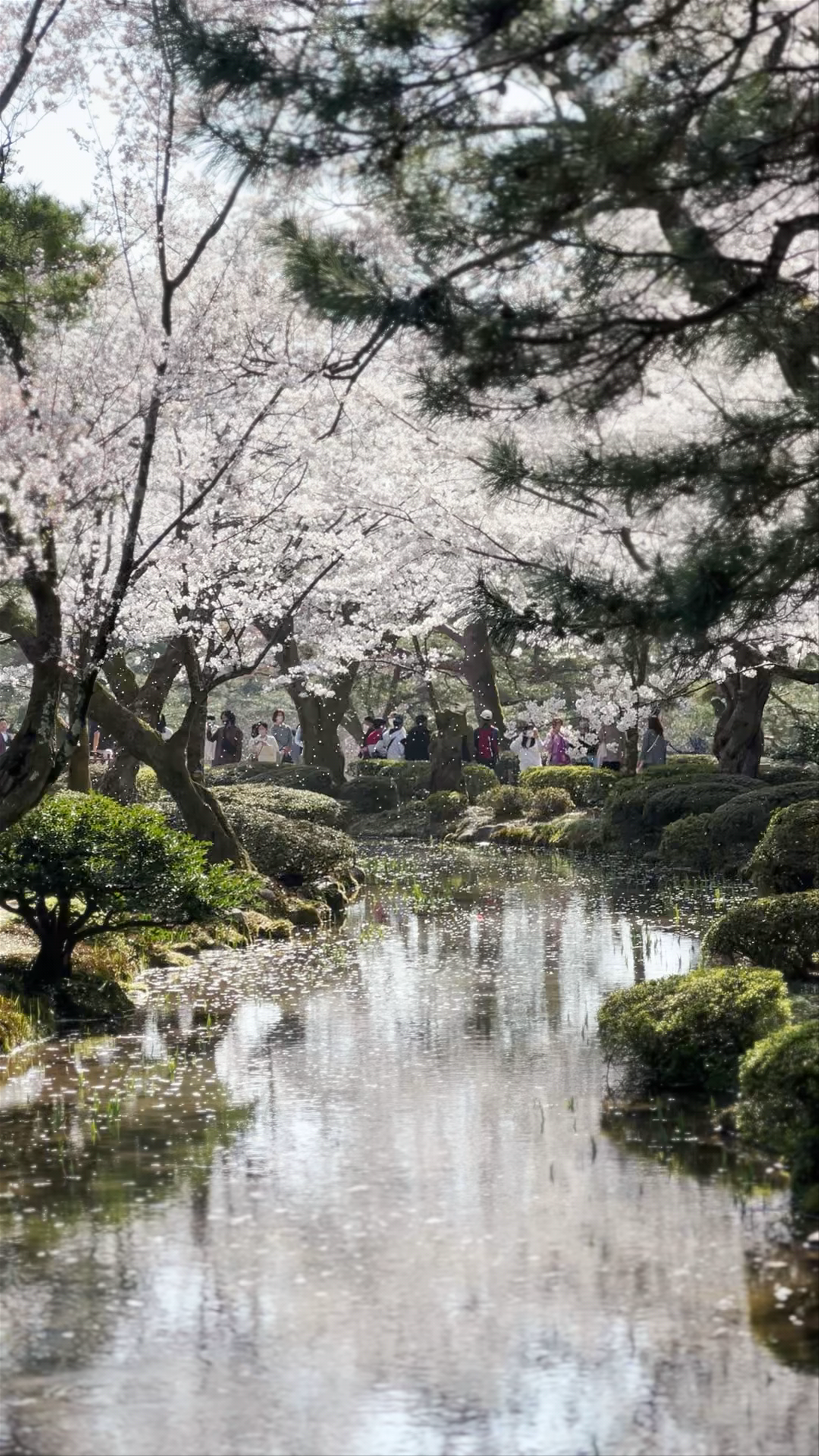 Kenroku-en: Iconic Cherry Blossom Serenity in Kanazawa