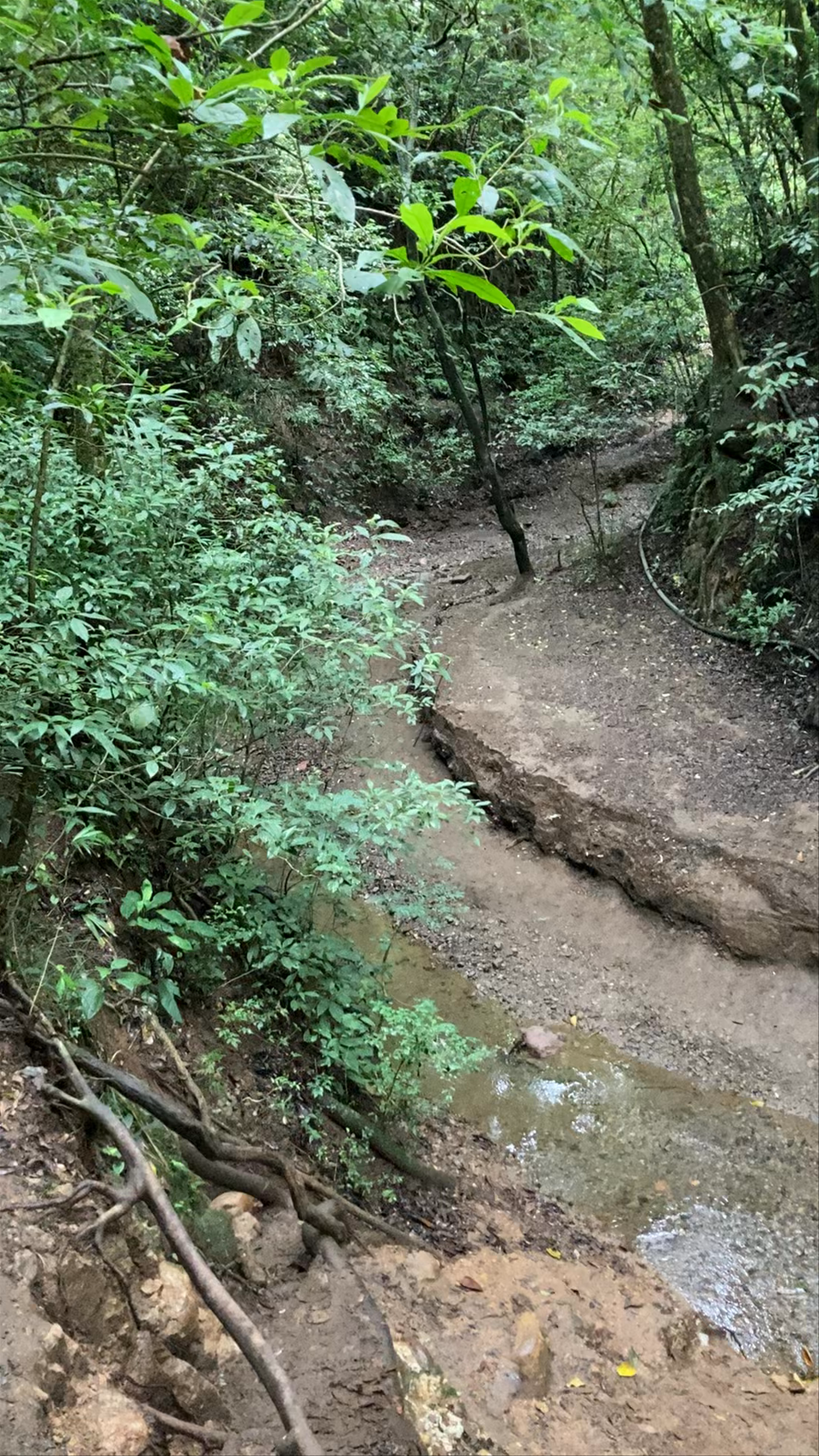 Ficus Root Bridge Free Trailhead