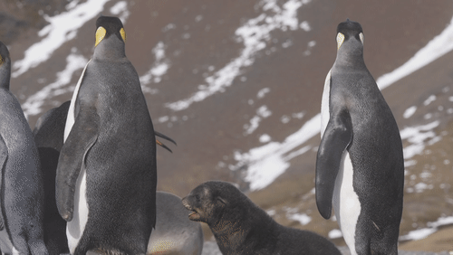 Penguins and Seals animated gif