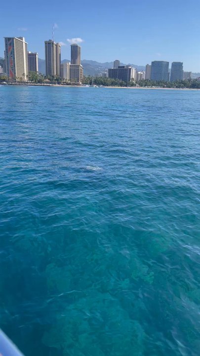 Island Splash Tours - Seeing the turtles come to the surface - Boat Tours Near Me - Honolulu, Hawaii