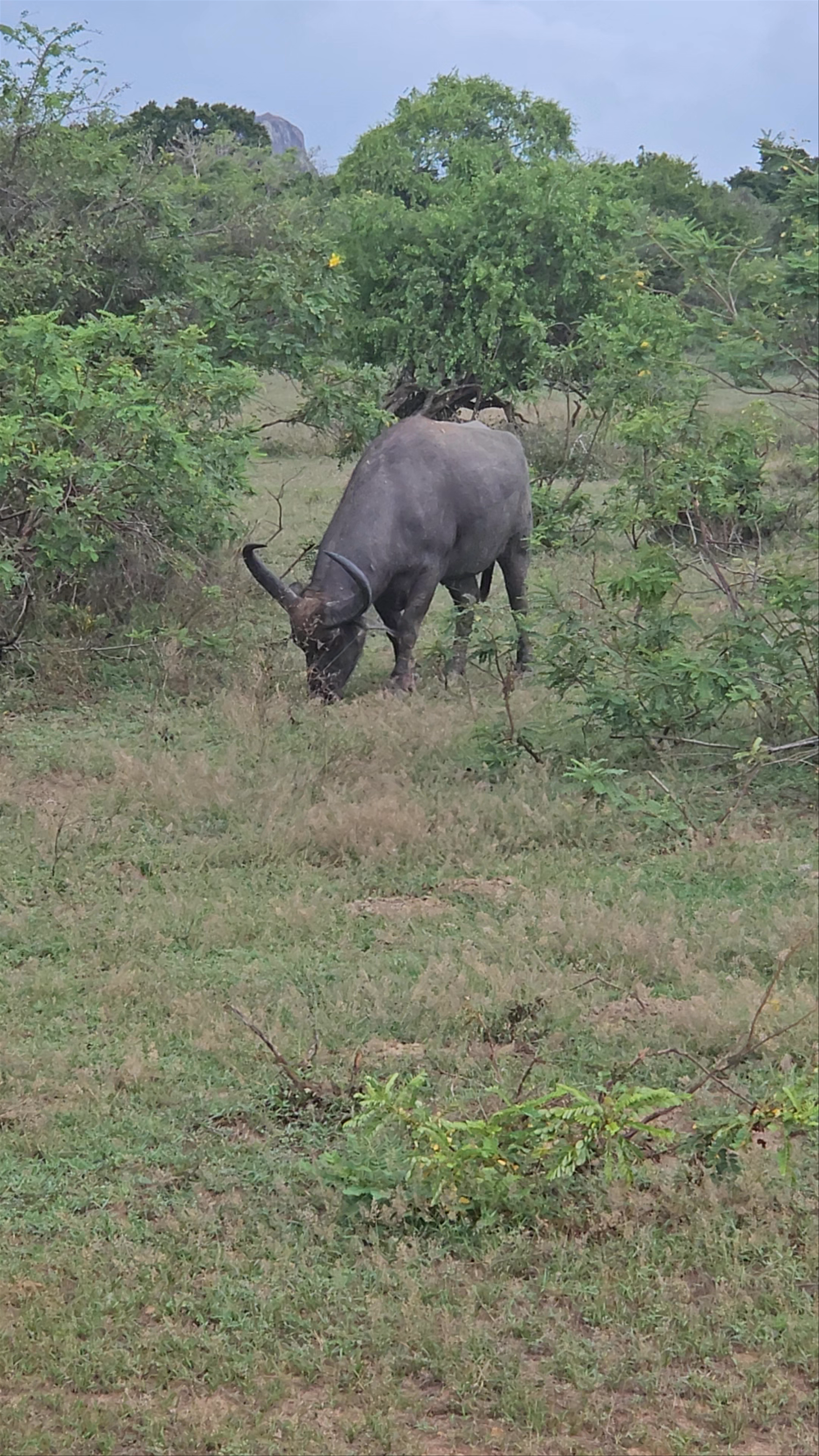 Wildlife Encounter at Yala National Park, Sri Lanka