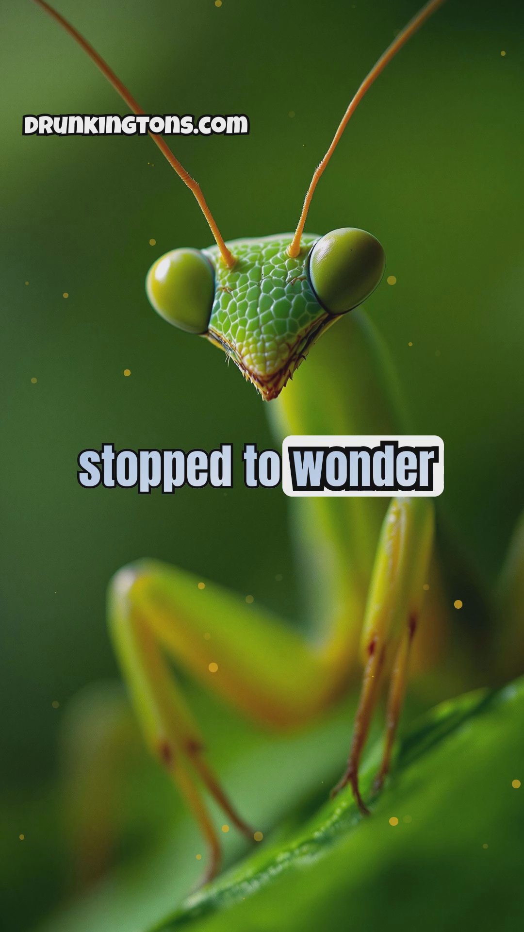 The Fascinating World of Insects