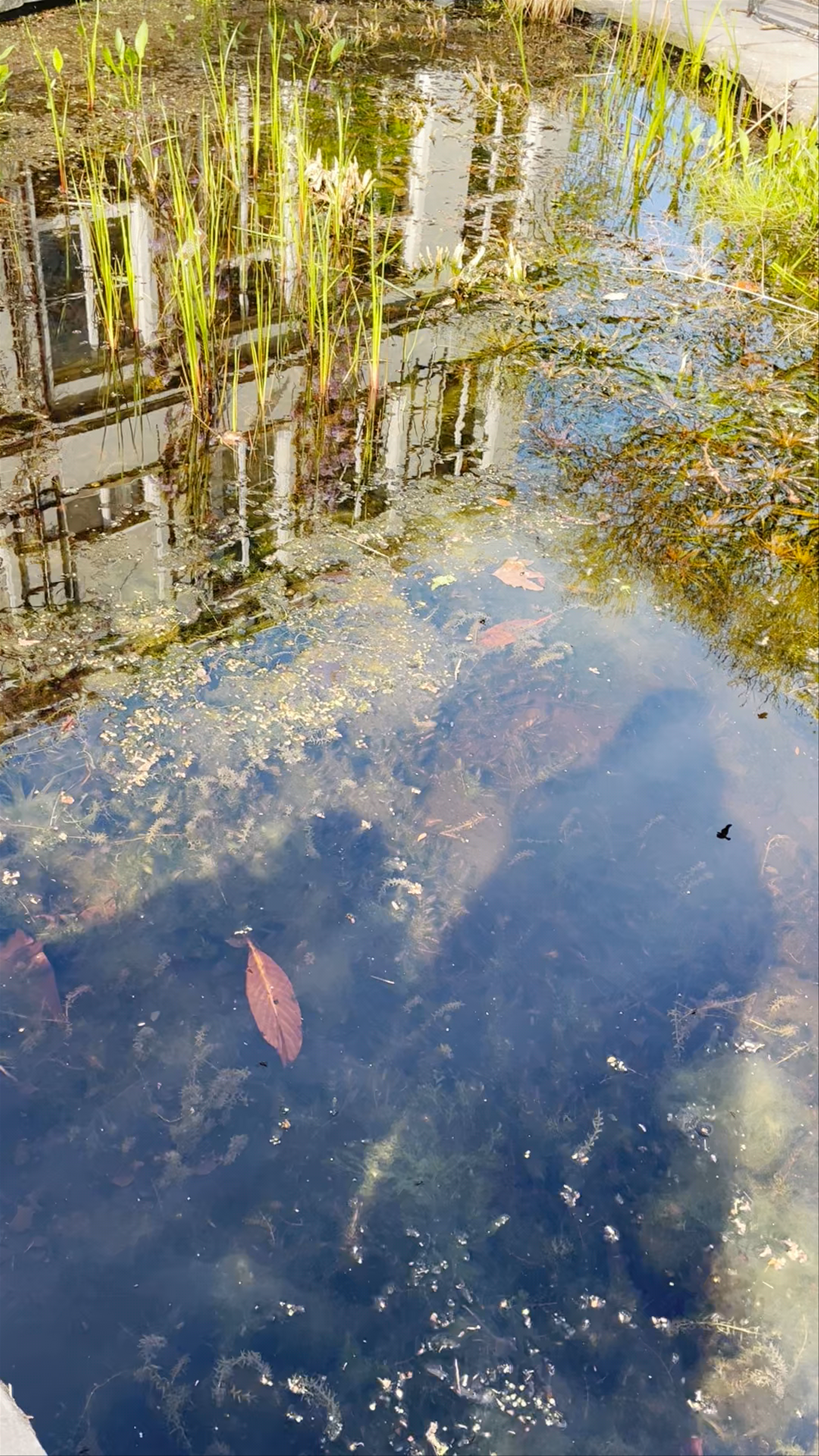 Hortus Botanicus Amsterdam: A Serene Oasis in the Heart of the City