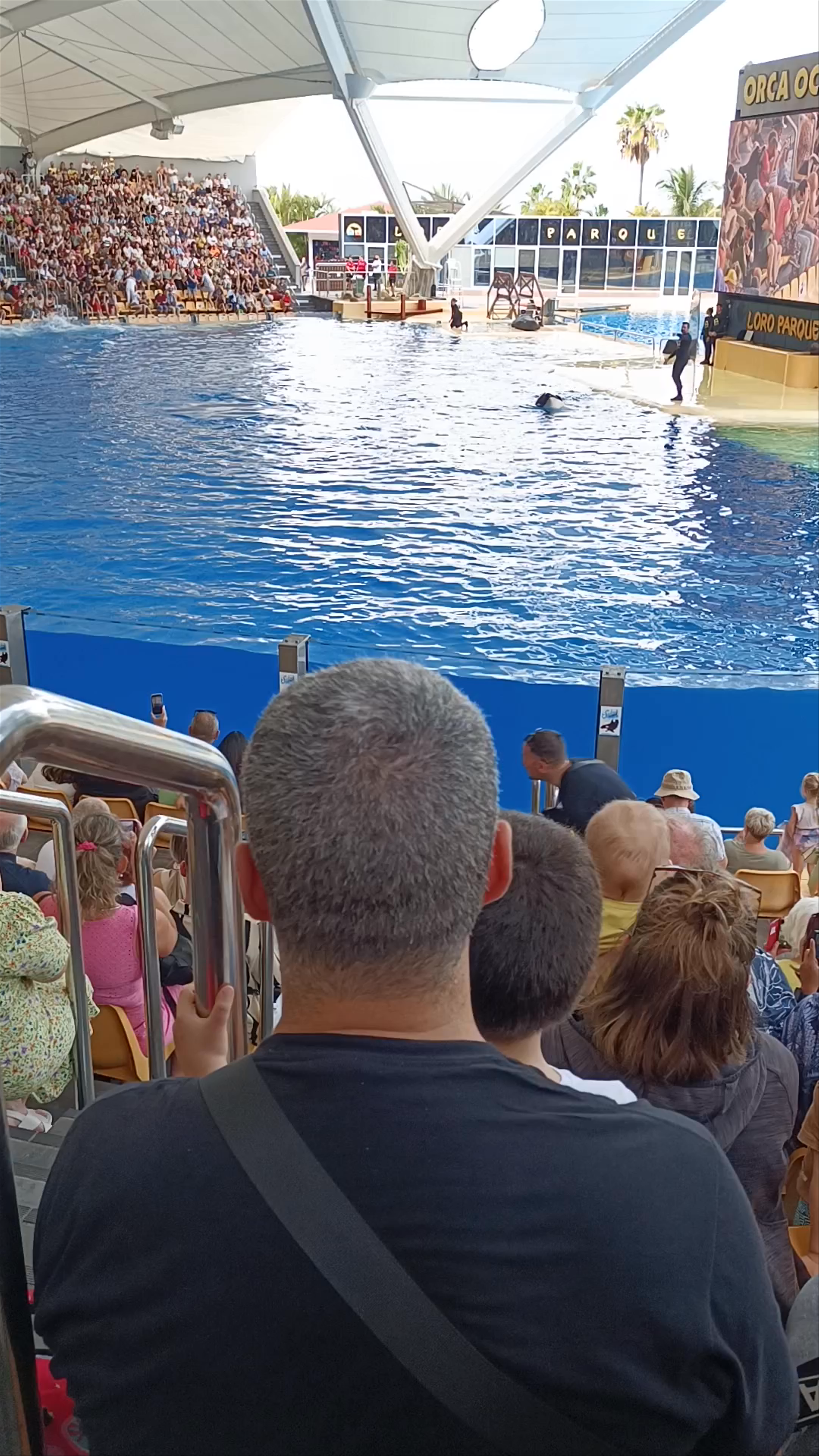 Orca Ocean Show at Loro Parque in Puerto de la Cruz, Spain