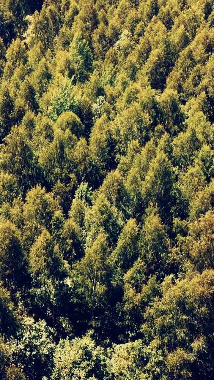深呼吸しよう🌿
🎥 Dmitry Marchenkov · Pexels
#癒し #リラックス #自然 #relax #healing