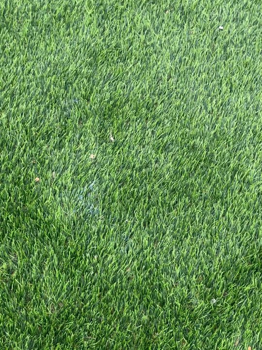 Prime Turf Pro - Left blue dye on our turf! - Artificial Turf Near Me