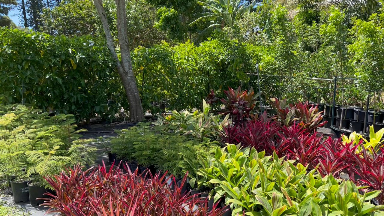 Aikane Nursery - Part of the nursery - Tree Services Near Me - Hawi, Hawaii