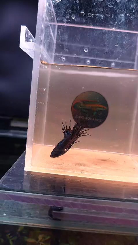 King Crowntail Bettas