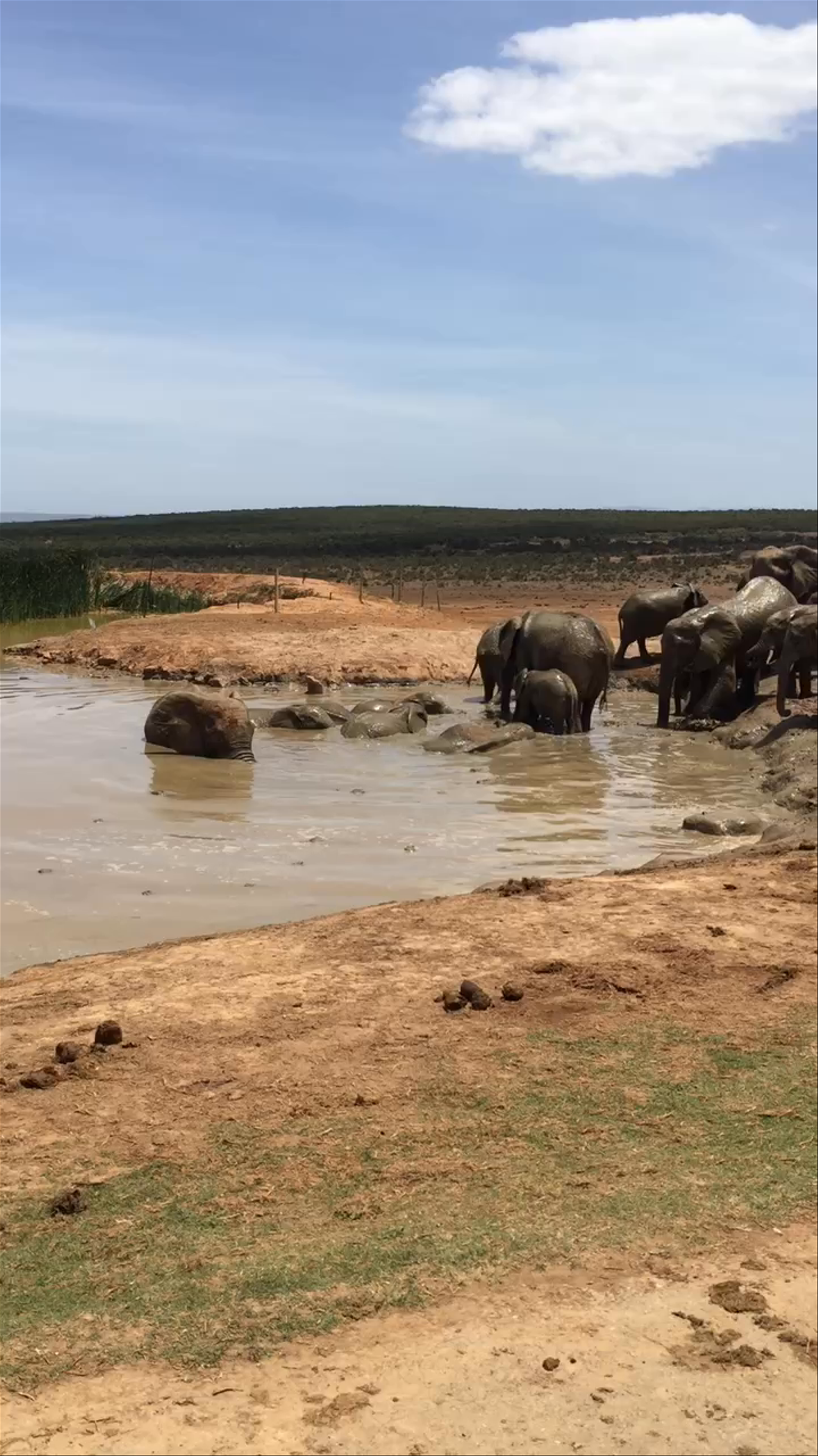 Addo Elephant National Park