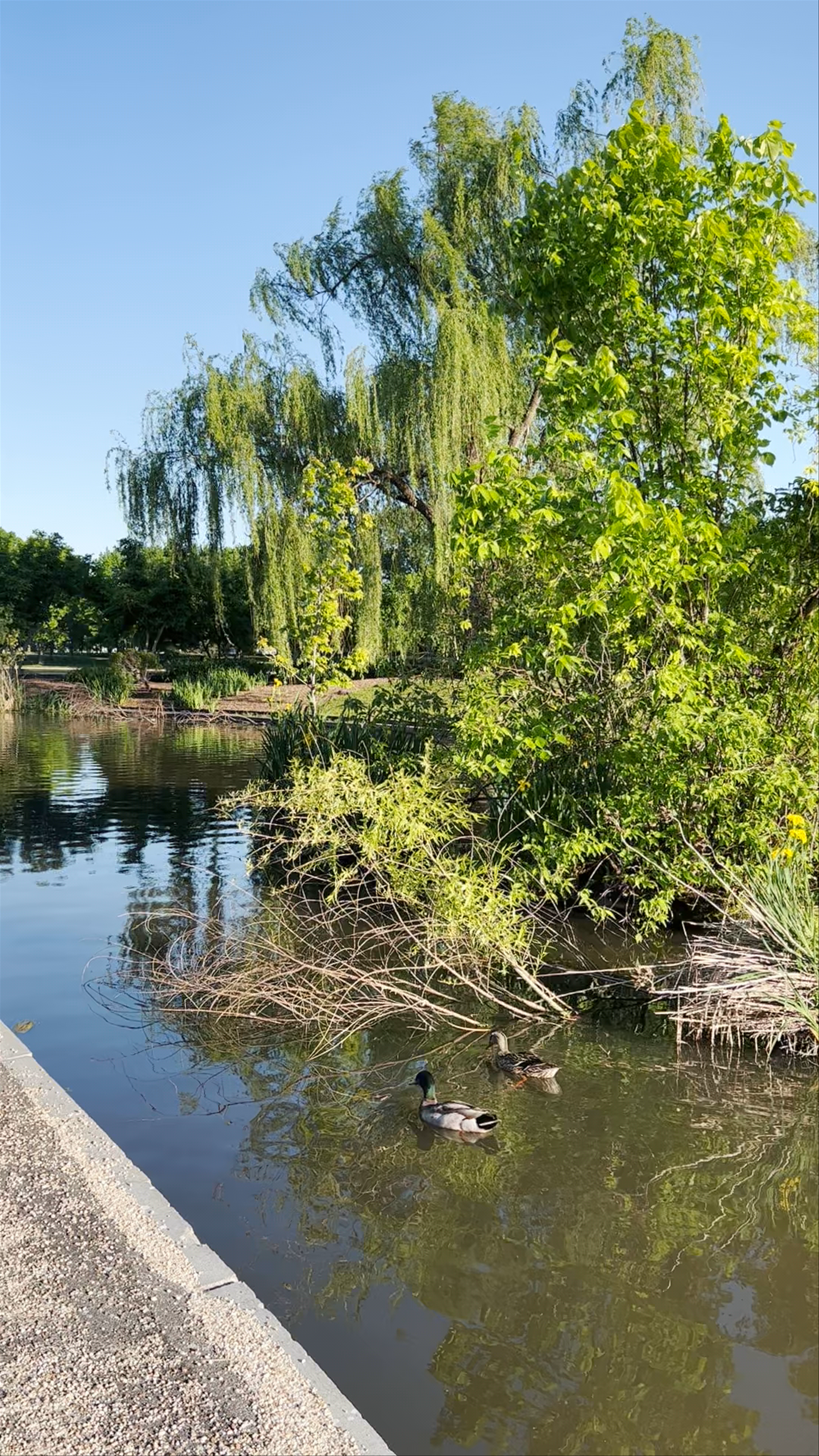 Peaceful Stroll Through Constitution Gardens in Washington, DC