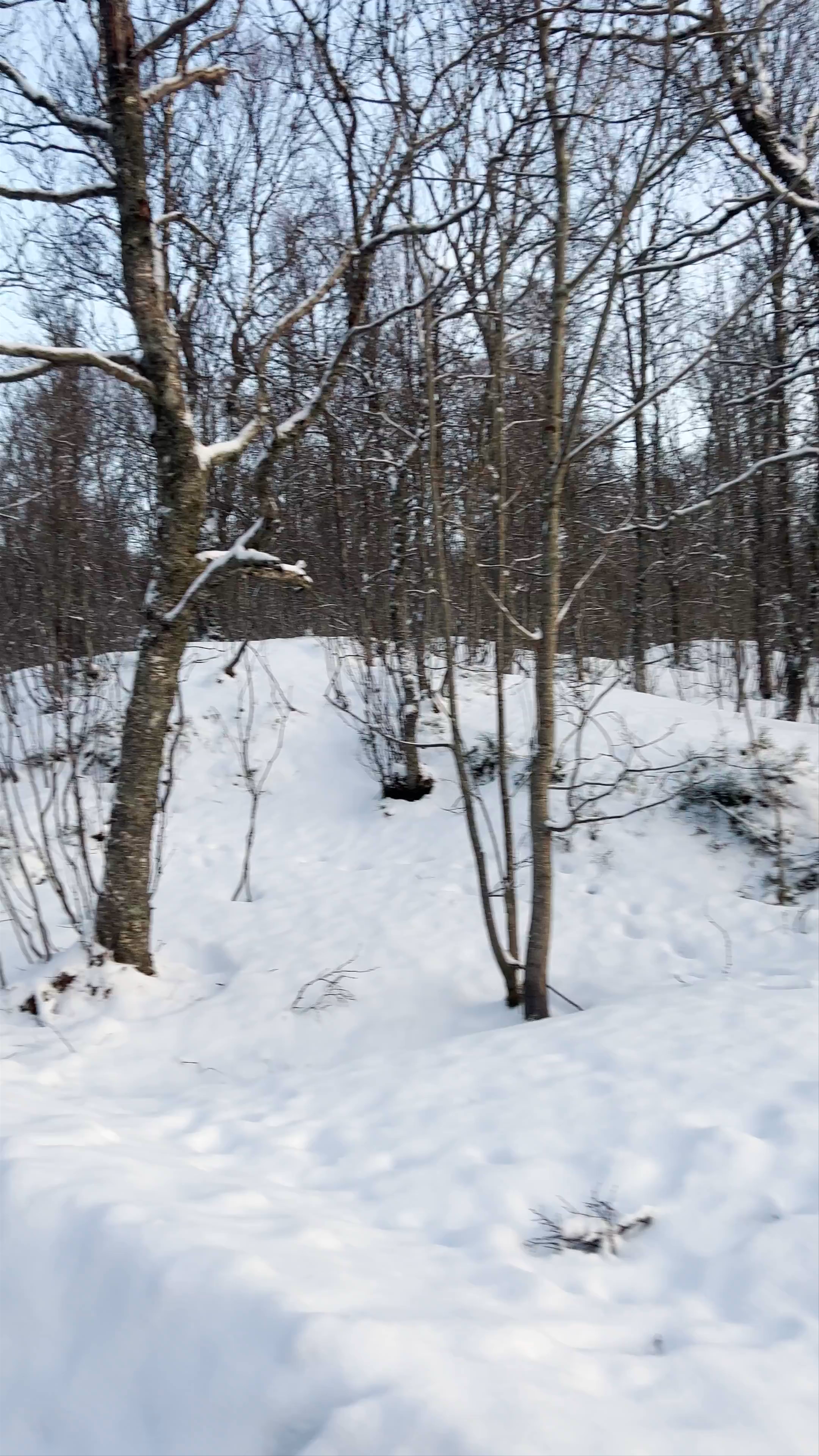 Winter Walk through Folkeparken, Tromsø: Serene Arctic Snowy Forest Experience
