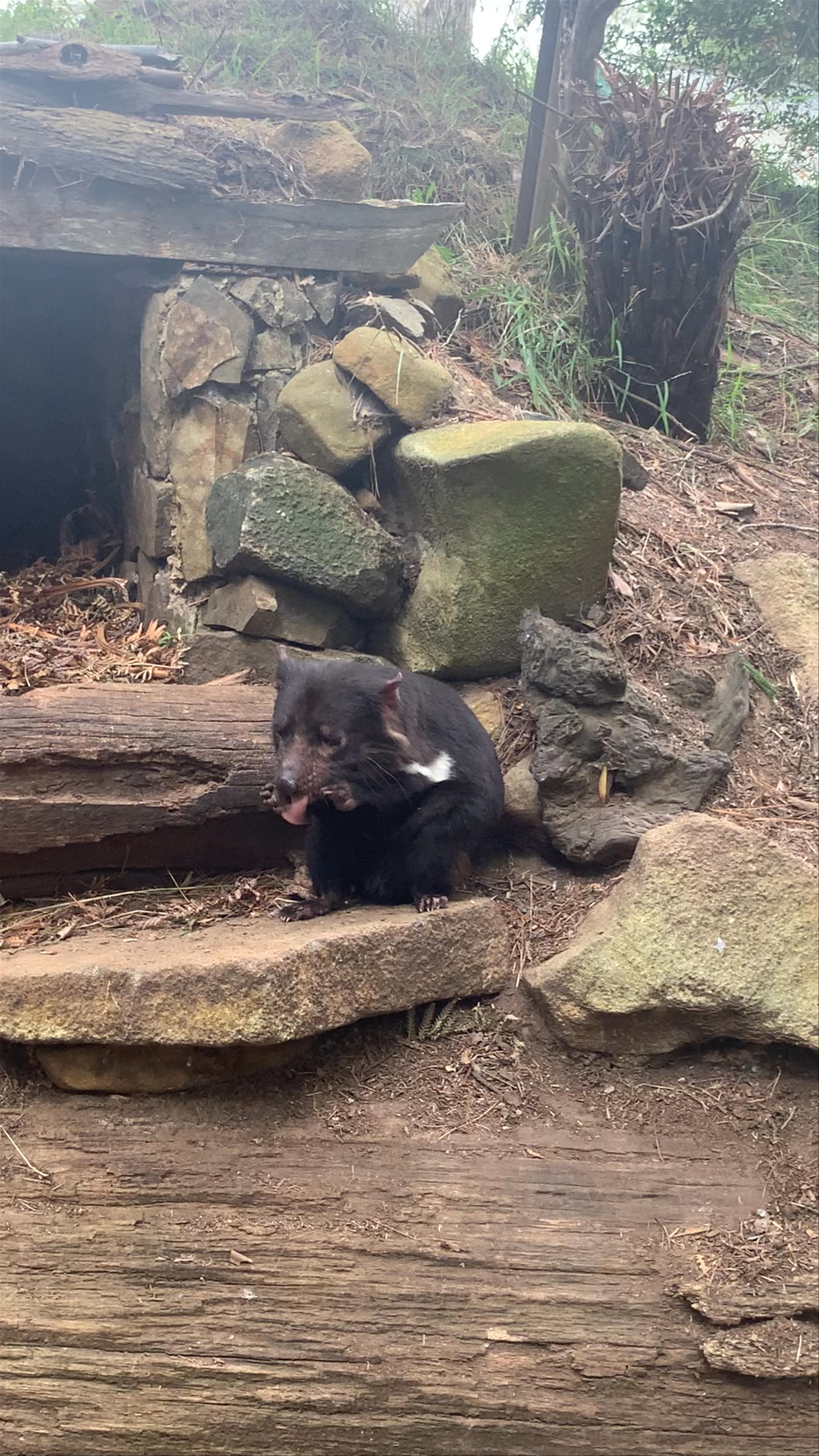 Tasmanian Devil Unzoo