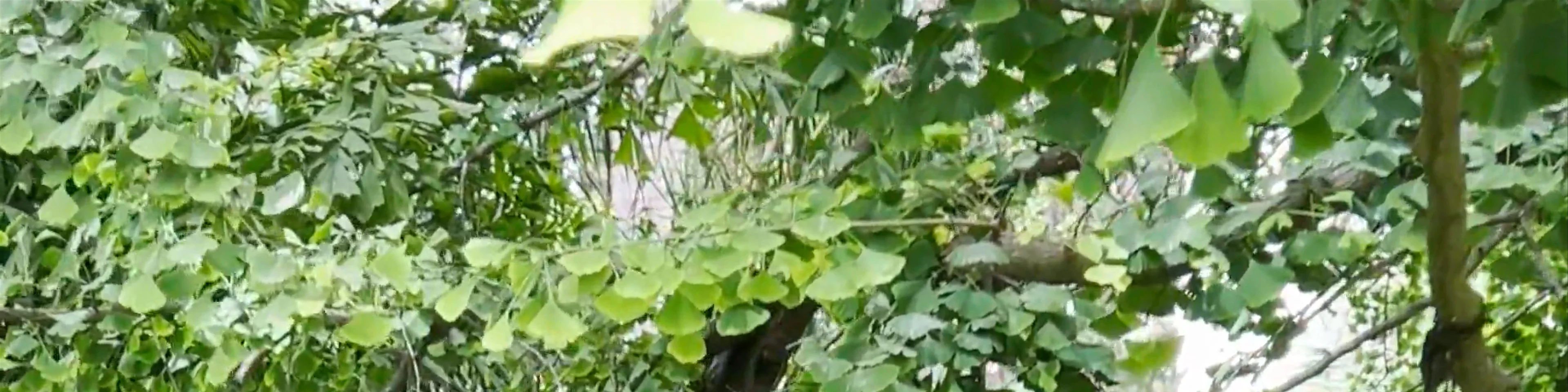 Jardins de la Petite Afrique