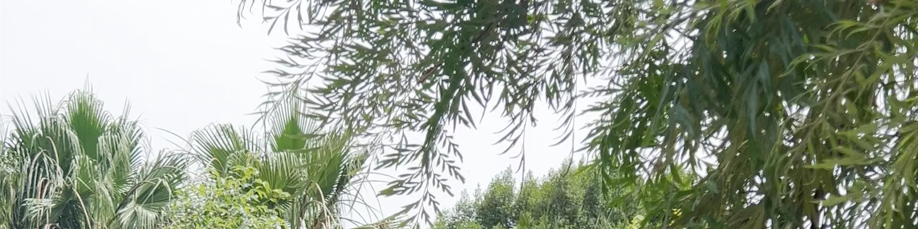 Jardins de la Petite Afrique
