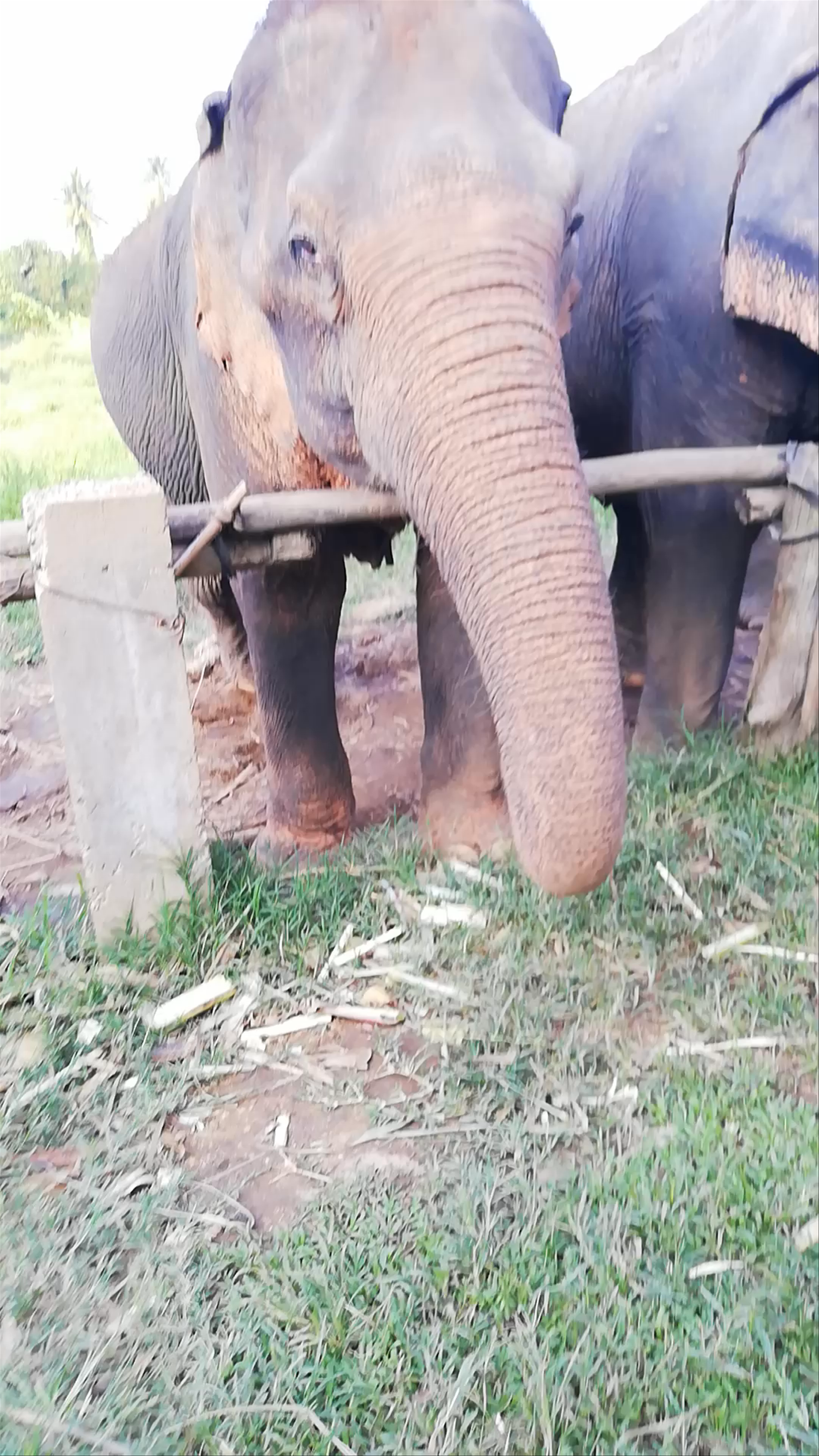New Elephant Home