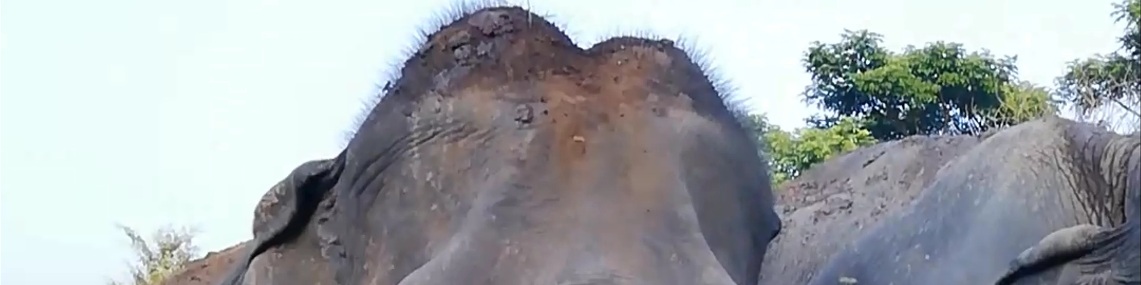 New Elephant Home