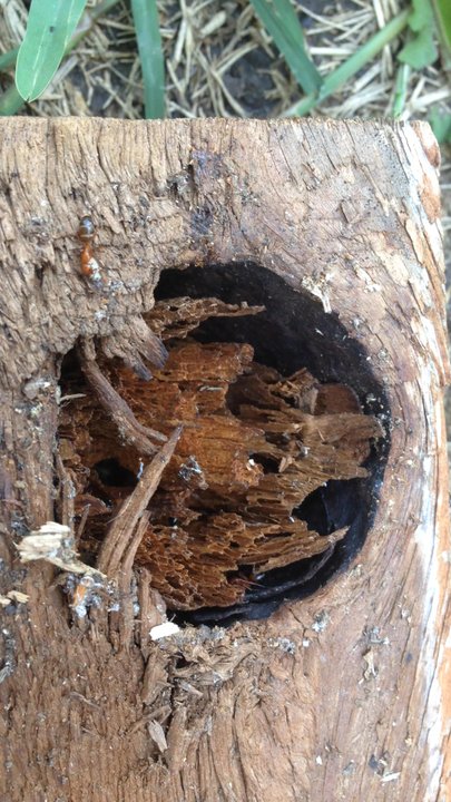 Xpert Pest Solutions - Carpenter ants in the fence. Yuck. These guys came right out and took care of them. Thank you! - Pest Control Near Me - Princeton, Texas
