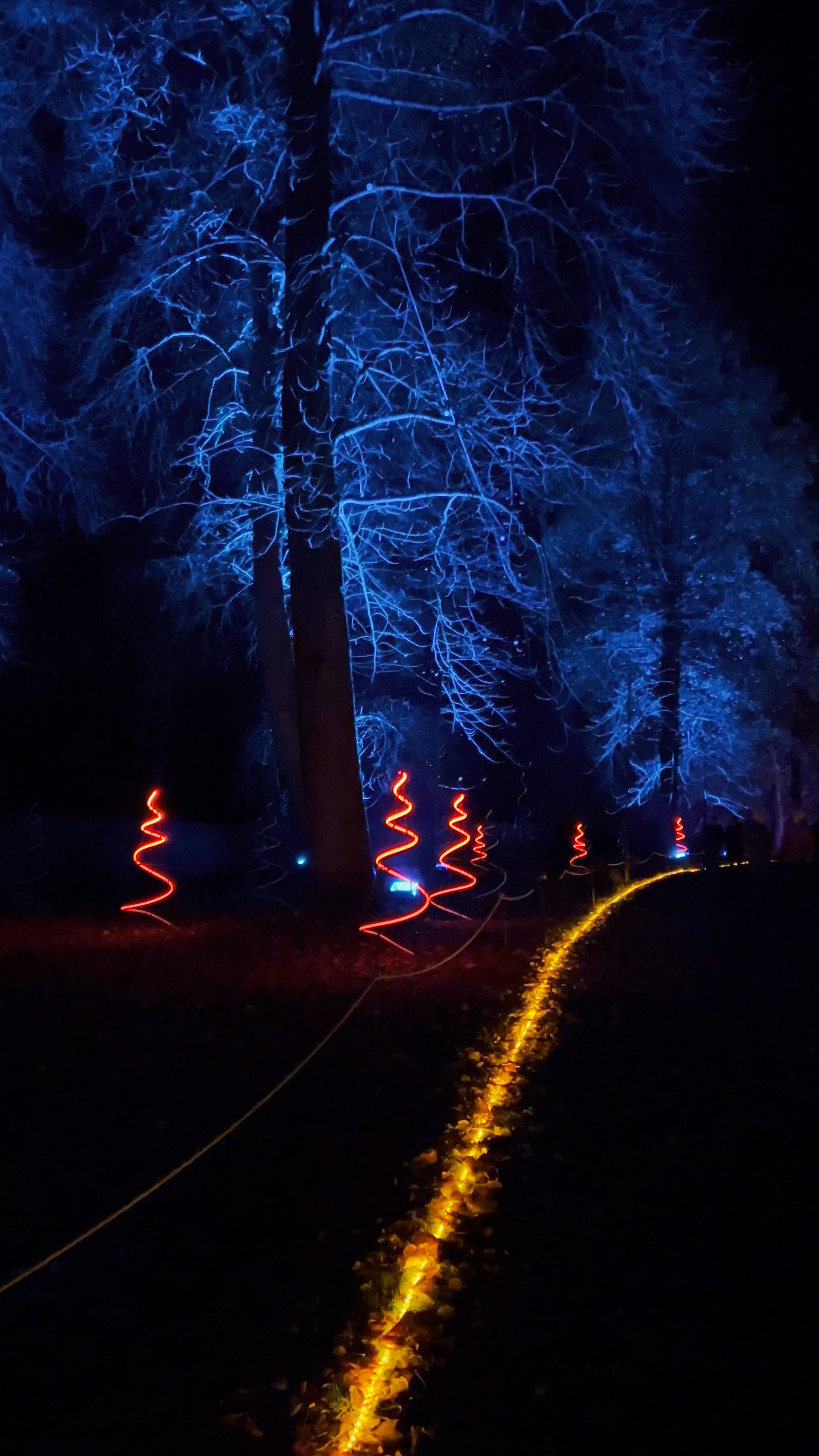 Windsor Great Park Illuminated
