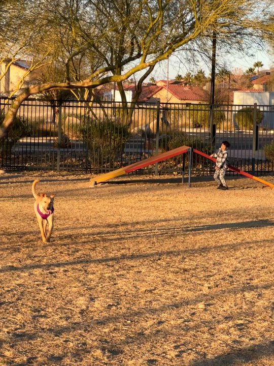 Heritage Bark Park - Lucy running freely - Dog Parks Near Me - Henderson, Nevada