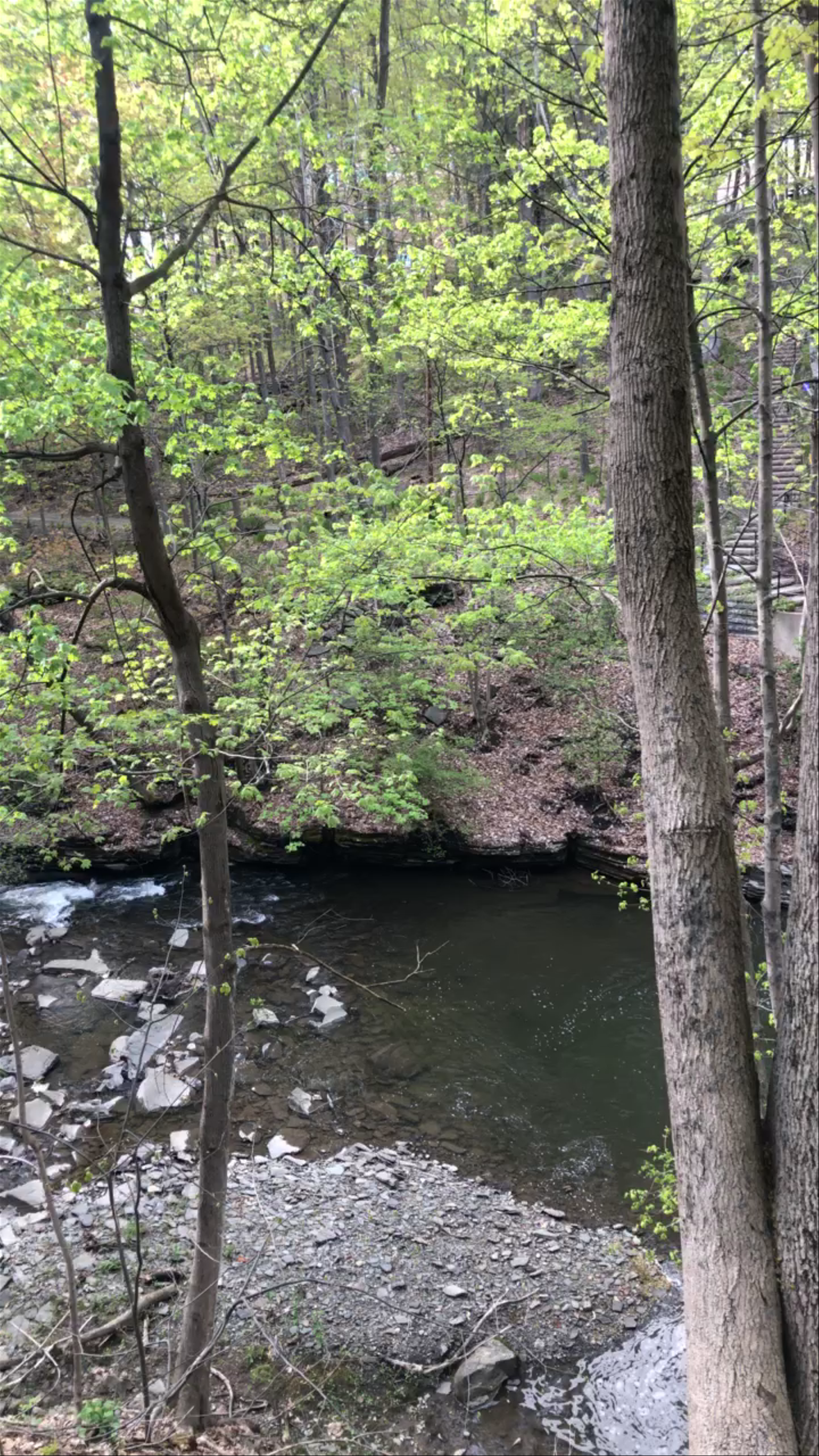 Tranquil Forest Stream near Upson Hall, Ithaca, New York