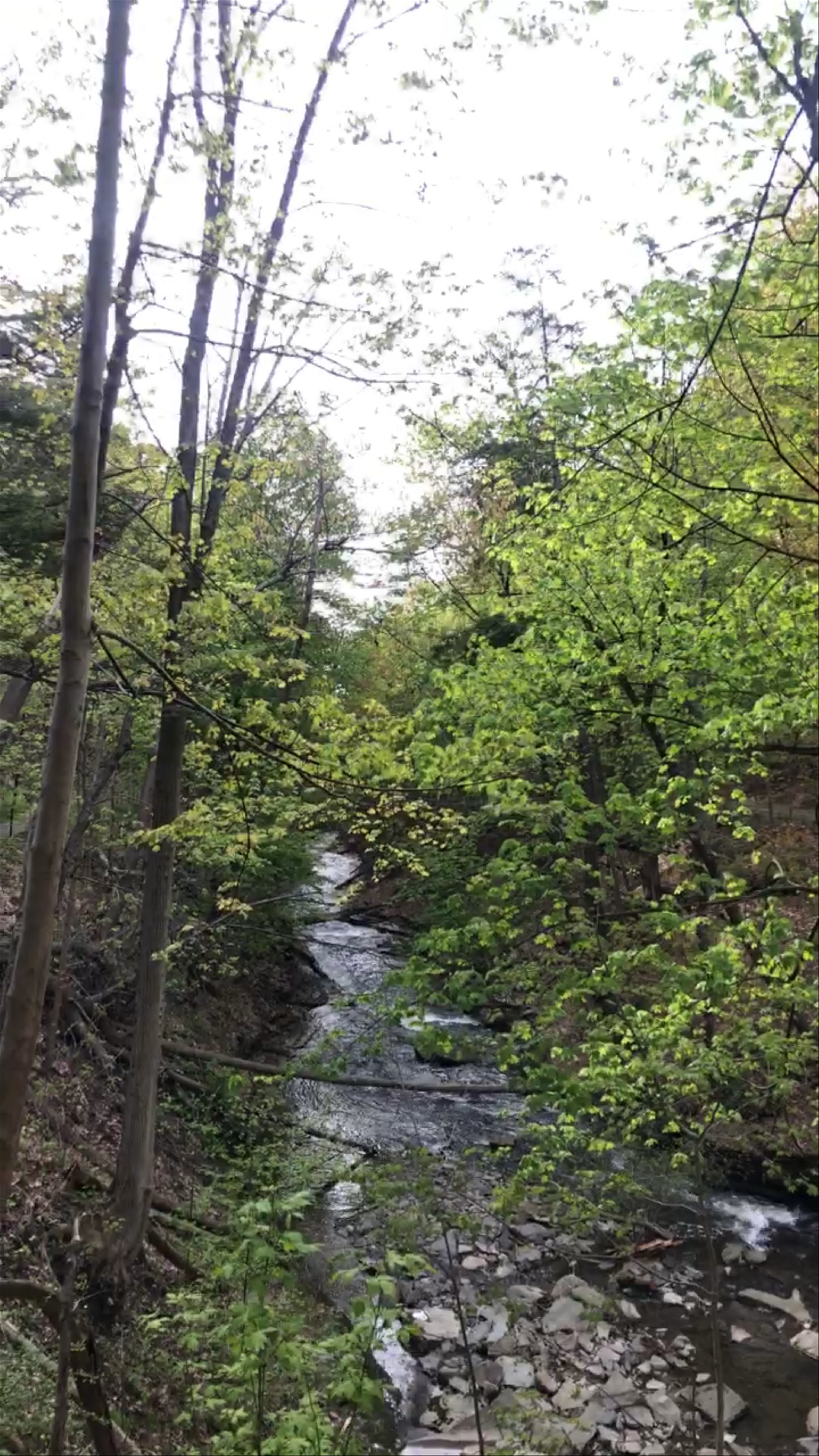 Stream by Upson Hall