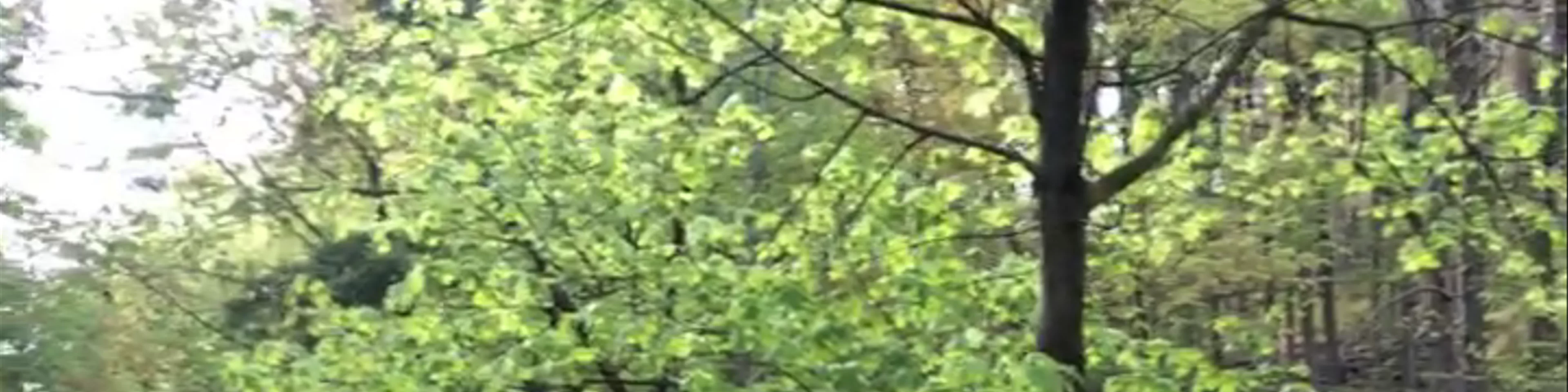 Stream by Upson Hall
