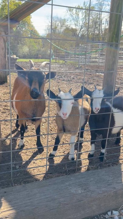 BACKERMANN’S COUNTRY MARKET - Updated July 2026 - 120 Photos & 45 ...