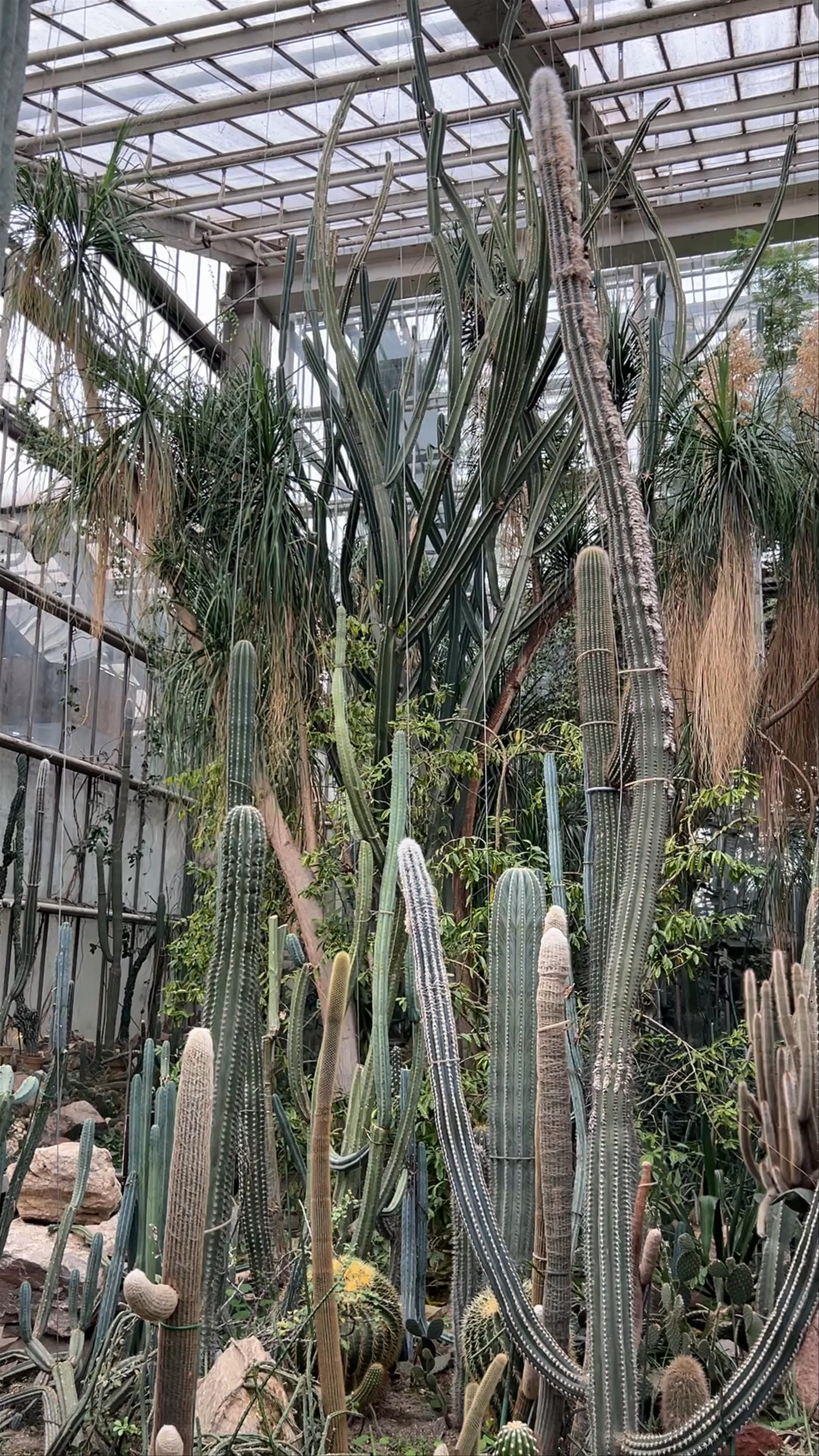 Explore the Enchanting Poznań Palm House: A Desert Oasis in Poland