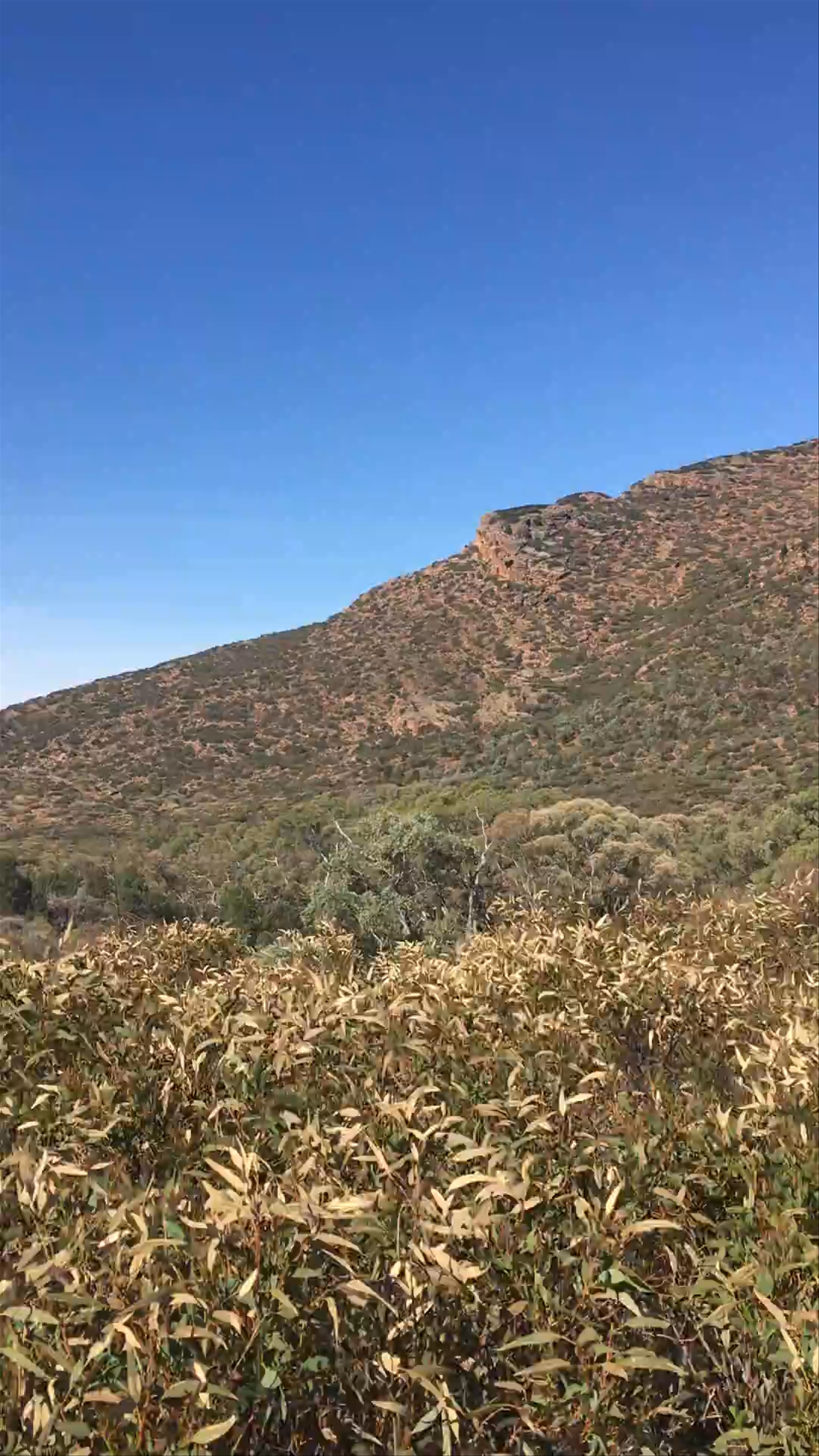 Flinders Ranges National Park